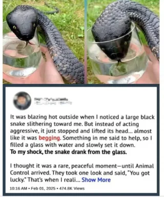 Wild Snake “Begged” Me For Some Water. When Animal Control Realizes Why, They Say, “You Got Lucky!”
