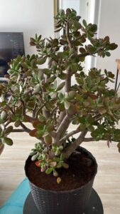 Many people have a « money tree » in their homes, but few know its true secrets.