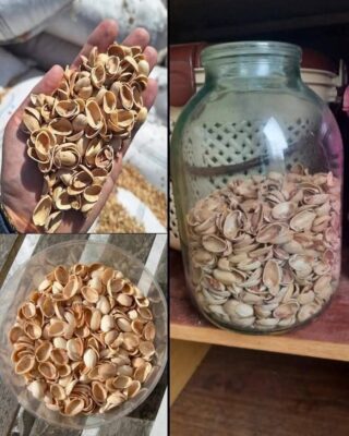 Reusing Pistachio Shells How to Turn Them Into Powder and Use It in Your Garden