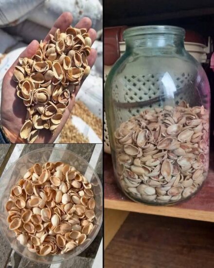 Reusing Pistachio Shells How to Turn Them Into Powder and Use It in Your Garden