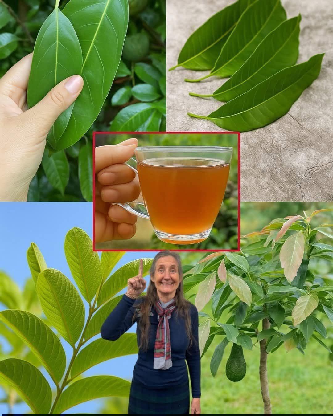 Miracle Healing Tonic with Noni, Bay Leaves, Guava, and Turmeric