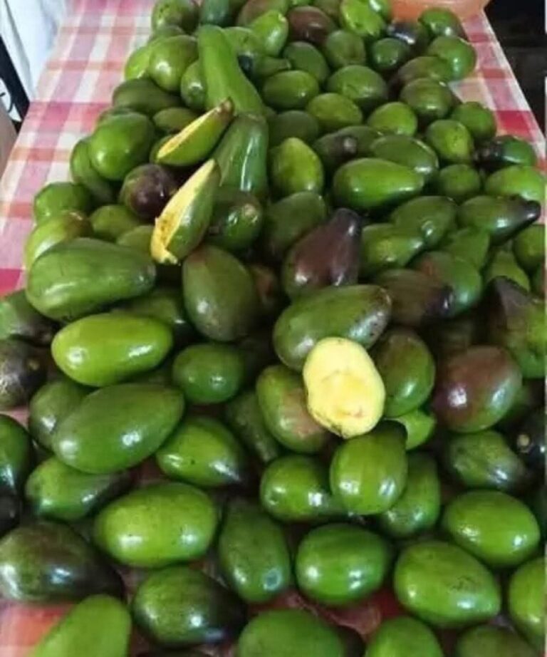 Doctors reveal that eating avocado causes…