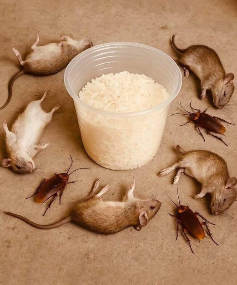 Eliminate Rats and Cockroaches Naturally Using