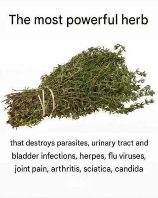 The Most Potent Herb That Destroys Parasites, Urinary Tract