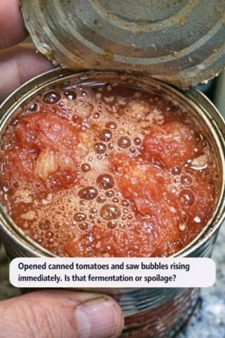 Opened canned tomatoes and saw bubbles rising immediately. Is that fermentation or spoilage.