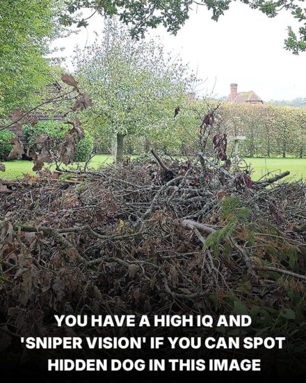 Can you find the hidden dog? Only sharp-eyed people can spot it