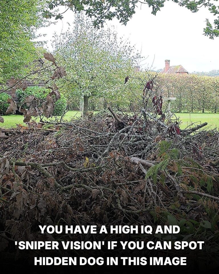 Can you find the hidden dog? Only sharp-eyed people can spot it