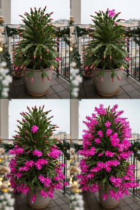 Unlocking the Bloom: The Secret to Spectacular Flowers on Your Christmas Cactus