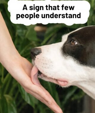 When your dog licks your hands: what signals is he sending and why is it important to interpret them? It’s not just a simple habit.