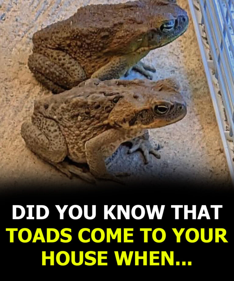 Did you know that toads come to your house when…